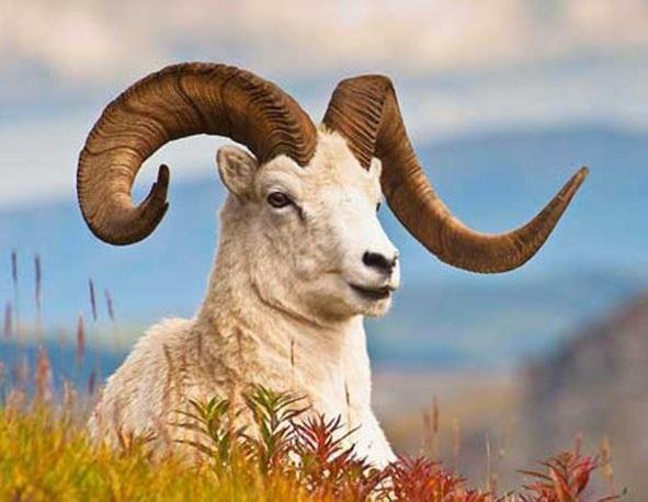 شکارچیان قوچ وحشی در دام قانون شکارچیان قوچ وحشی در دام قانون
