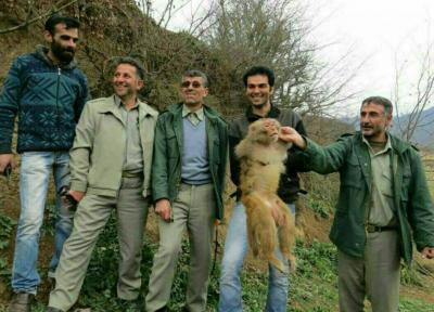 نگرانی مسافران از میمون های وحشی در شمال ایران ، رزوس ها چطور از سیاهکل سر درآوردند؟