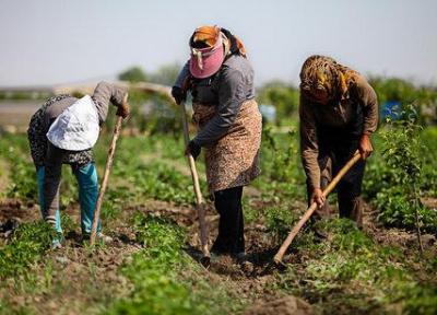 بانوان؛ پتانسیلی مغفول مانده در کشاورزی، سهمی بزرگ اما حمایتی اندک