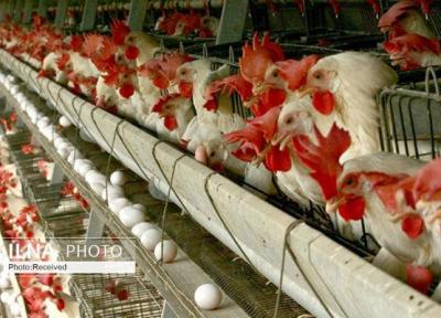 احتمال ایجاد بحران در بازار نوروزی مرغ