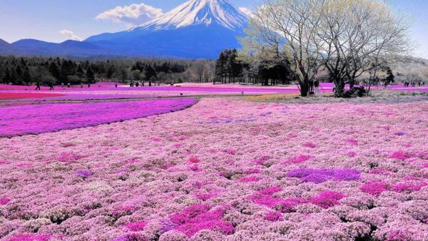 پارک هیتاچی ژاپن ؛ زیبای وصف ناپذیر