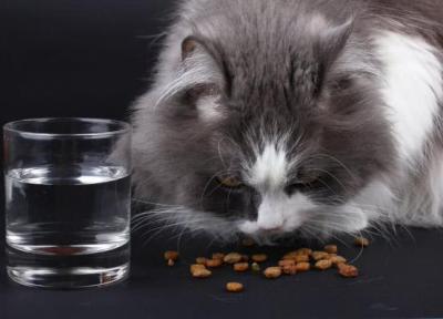 هرگز این 8 غذا را به گربه تان ندهید!